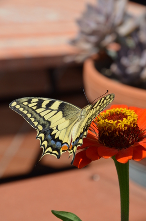 Closeup butterfly on flowerの写真素材