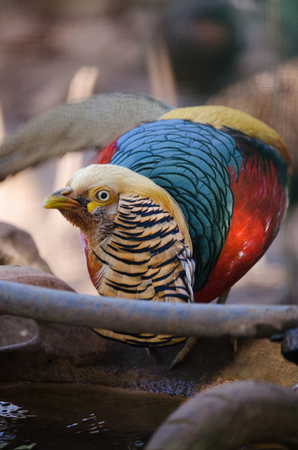 Golden pheasant in the nature of the country.の写真素材