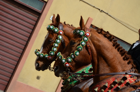 Folk of Sardiniaの写真素材
