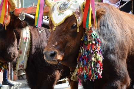 Folk of Sardiniaの写真素材