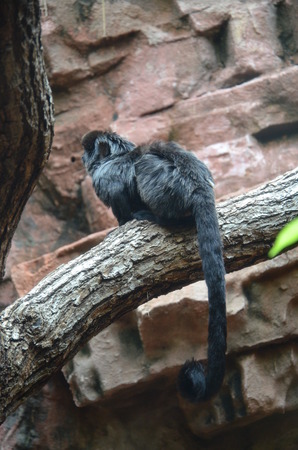 Titi Goeldi (Callimico goeldii)