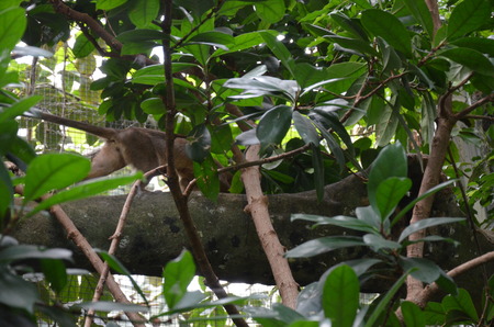 Fossa (Cryptoprocta Ferox) Cat In Madagascar