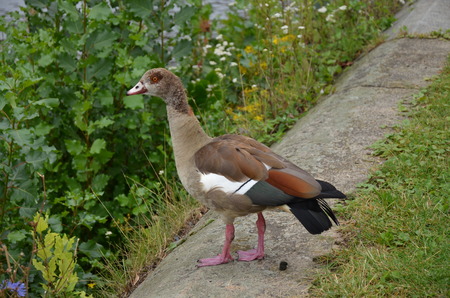 Young duck walking at river Mainの写真素材