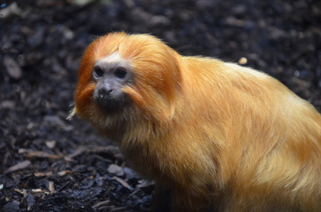 Golden lion tamarin