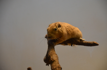 Common gundi (Ctenodactylus gundi)の写真素材