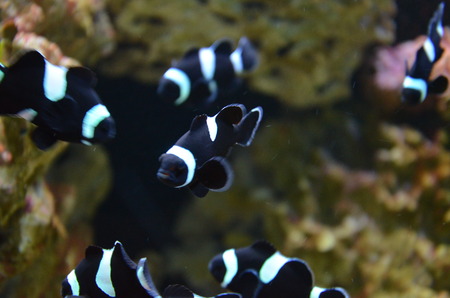 Tropical fish in aquariumの写真素材