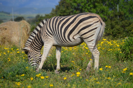 Grevy's zebra (Equus grevyi)の写真素材