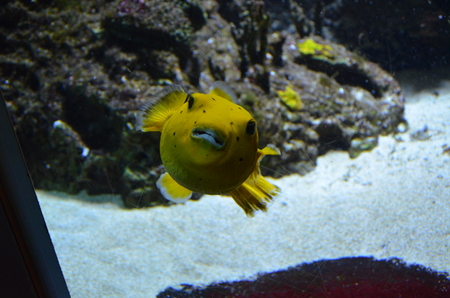 The beautiful Tropical fish in aquarium, Berlinの写真素材