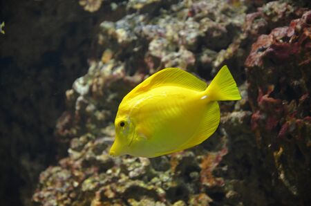 Colorful tropical fish