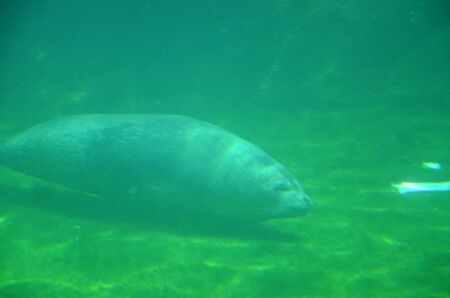 Harbor seal (Phoca vitulina) swimming in the waterの写真素材
