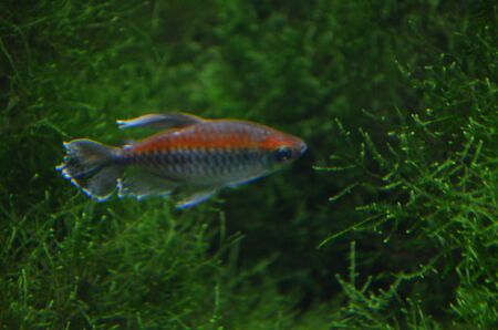 Tropical fish in aquarium, Berlin