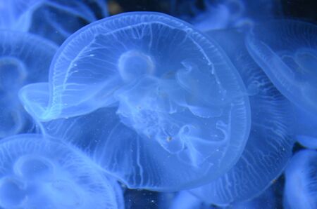 Beautiful jellyfish swimming in the deep blue sea