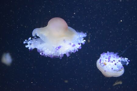Beautiful jellyfish swimming in the deep blue sea
