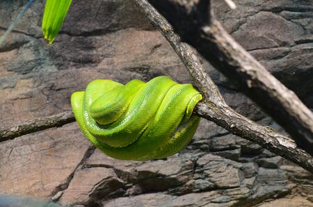Green snake on the branch in aquarium in Berlin (Germany)