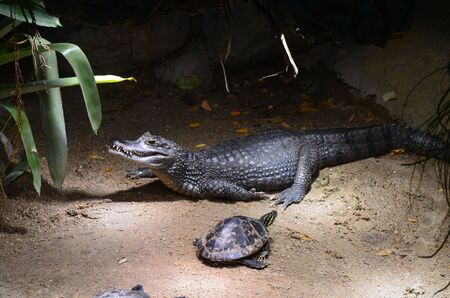 Close up of crocodile in the zooの写真素材