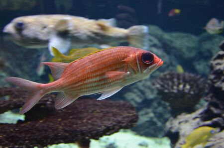 Tropical fish in aquarium, Berlin