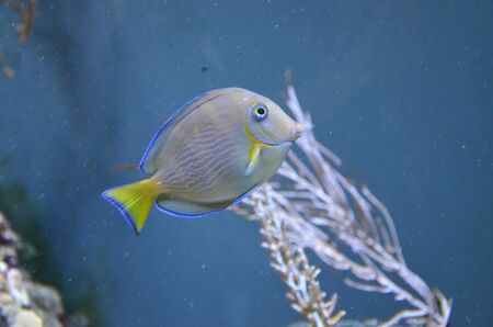 Tropical fish in aquarium, Berlin