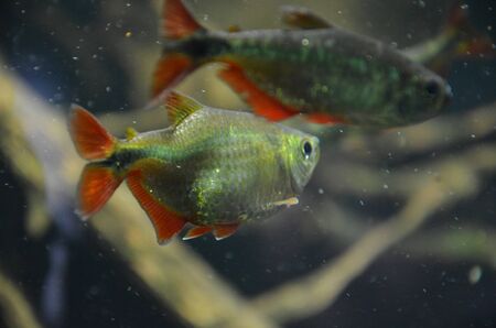 Tropical fish in aquarium, Berlin