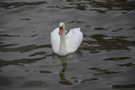 Swan in the river Main in Frankfurt, Germanyの写真素材