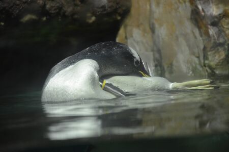 Gentoo penguin in zoo, Frankfurt am Main (Germany)の写真素材