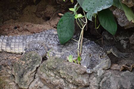 Close up of crocodile in the zooの写真素材