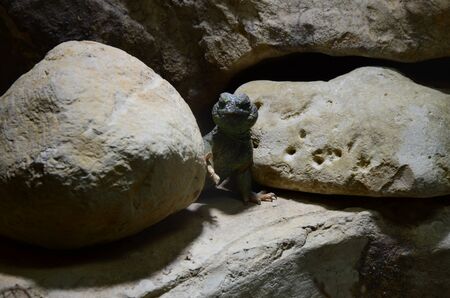 lizard at the zoo, Berlin (Germany)