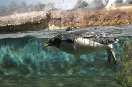 Gentoo penguin (Pygoscelis papua)の写真素材