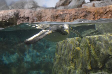 Gentoo penguin (Pygoscelis papua)の写真素材