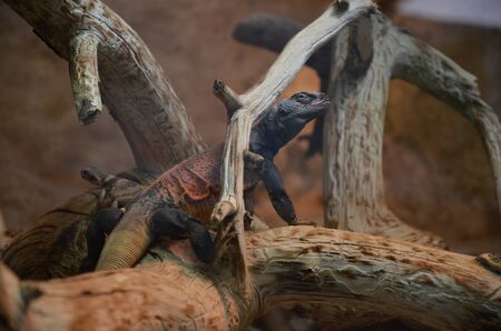 Lizard genus Cordylus South Africa