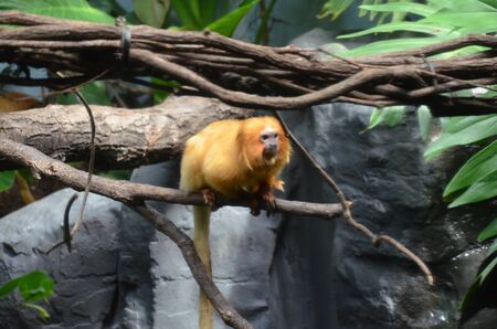 Golden lion tamarin (Leontopithecus rosalia)の写真素材