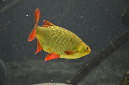 Tropical fish in aquarium, Frankfurt am Main (Germany)
