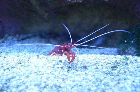 A horizontal macro shot of aquarium small cherry shrimp close-upの写真素材