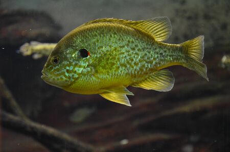 Tropical fish in aquarium, Frankfurt am Main (Germany)