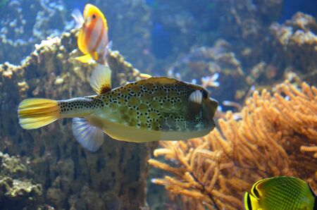 Tropical fish in aquarium, Frankfurt am Main (Germany)