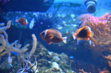 Tropical fish in aquarium, Frankfurt am Main (Germany)の写真素材