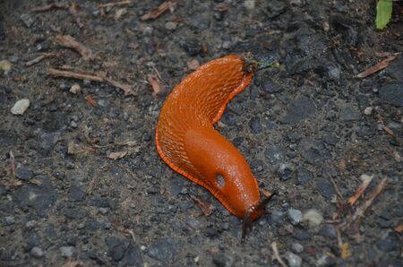 naked forest snail in natureの写真素材