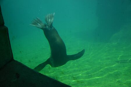Harbor seal (Phoca vitulina) in Frankfurt zooの写真素材