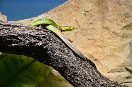 Green snake on the branch in aquarium in Berlin (Germany)