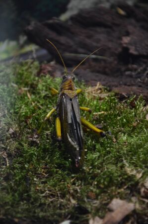 Giant grasshopper (Tropidacris collaris)