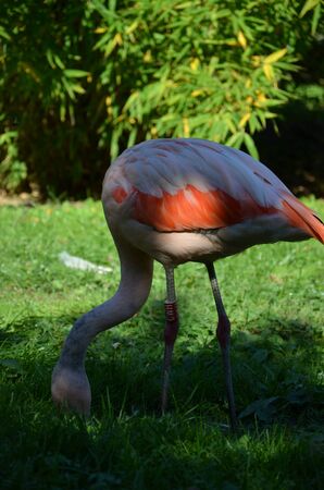 Beautiful Greater flamingos in the zooの写真素材