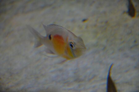 Tropical fish in aquarium, Berlin