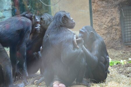 Bonobo (Pan paniscus), zoo of Frankfurtの写真素材