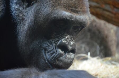 Gorilla - (Gorilla gorilla) in Frankfurt zooの写真素材