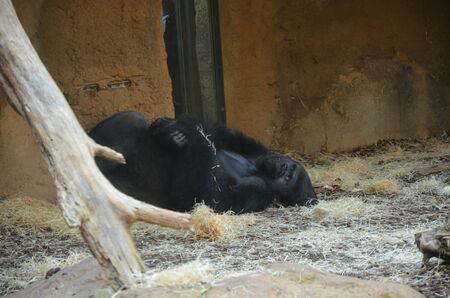 Gorilla - (Gorilla gorilla) in Frankfurt zooの写真素材