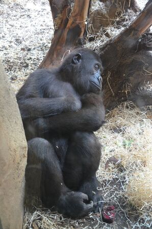 Gorilla - (Gorilla gorilla) in Frankfurt zoo