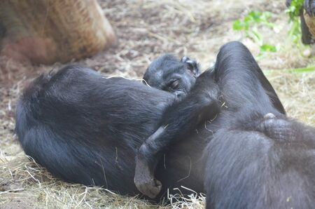 Bonobo Pan paniscus, zoo of Frankfurtの写真素材