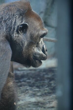 Gorilla - (Gorilla gorilla) in Frankfurt zoo