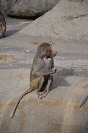 Wild Hamadryas baboon, zoo of Frankfurt (Germany)