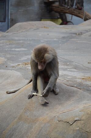 Wild Hamadryas baboon, zoo of Frankfurt (Germany)