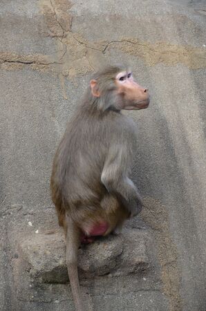 Wild Hamadryas baboon, zoo of Frankfurt (Germany)